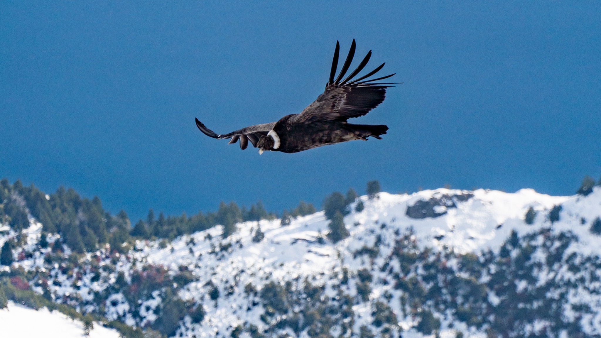 Cóndor sobre el Cerro Catedral, Bariloche